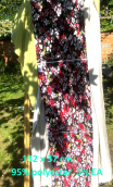 Swatch.  Trio integral. Jersey Fleurs vitrail - 3