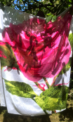 ... Pareo La Rose. Rose - 1