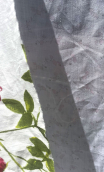 Tirelle. Guirlande de roses roses - 3