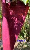 Tissu Roadbook pourpre - 1