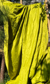 Métrage vendu au mètre. Girly citron vert - 1