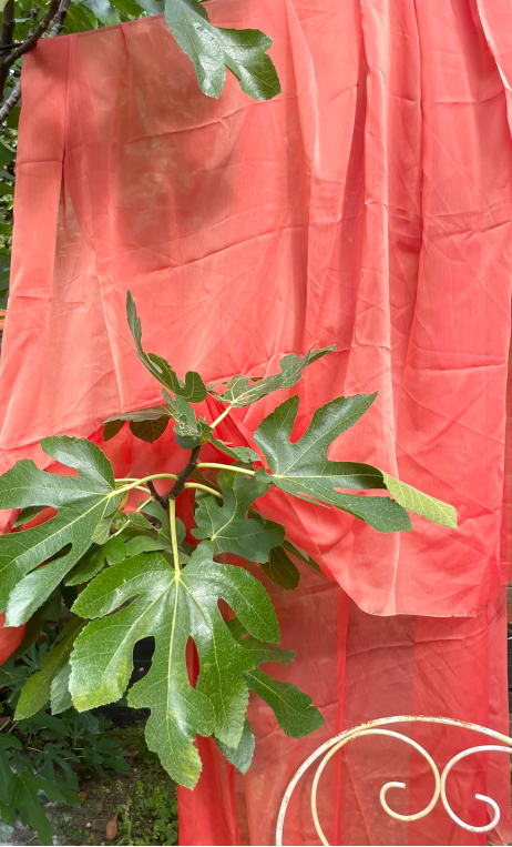 b Coupon 1,2 m. Voile changeant corail - 1